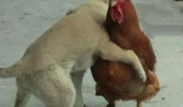 鸡哥爆料是真的吗视频